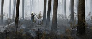 Auf etwa 50 Hektar Fläche hatte der Wald bei Fichtenwalde im vergangenen Sommer gebrannt. Feuerwehrleuten zufolge könnte eine Zigarettenkippe den Brand ausgelöst haben, die Autofahrer auf der A9 nahe des Brandherdes womöglich aus dem Fenster geworfen haben.