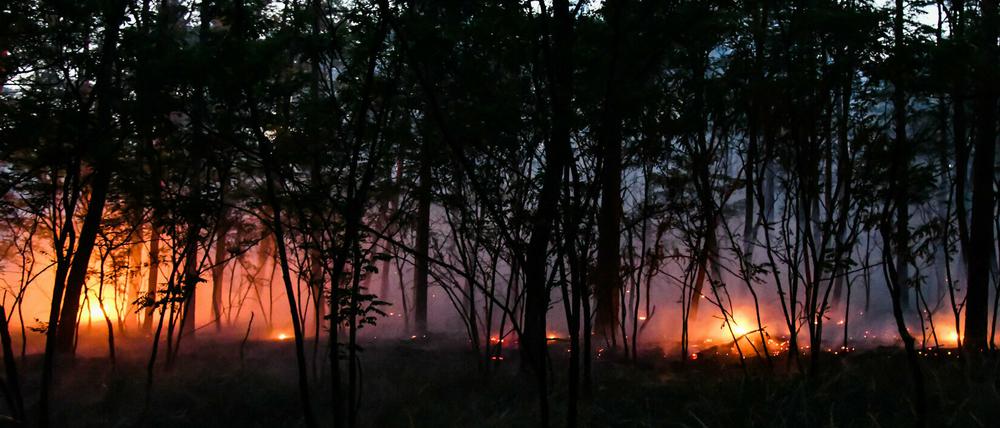 Die Fläche des Brandes zwischen den Gemeinden Wiesenau und Ziltendorf beträgt ungefähr 130 Hektar.