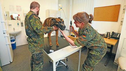 Dak bei Stabsveterinärin Kim Birrenbach.