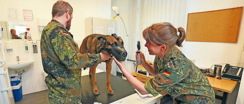 Dak bei Stabsveterinärin Kim Birrenbach.
