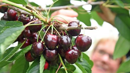 Seltene Exemplare. Die dunklen und festen Kirschen, in Werder auch als Knupper bekannt, werden noch gut drei Wochen lang geerntet. Frühe Sorten hatten in diesem Jahr durch Frostschäden kaum Ertrag, bei späteren Sorten ist der Verlust geringer. Insgesamt rechnen die Bauern mit 20 bis 30 Prozent Ernteverlust.
