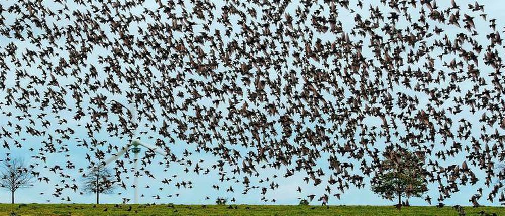 Böse Vorahnungen. Ob Tiere tatsächlich Naturkatastrophen wie Erdbeben vorempfinden können, wollen die Geoforscher nun mit einer detaillierten Untersuchung durch Tierbeobachter herausfinden. Die einzige Studie bisher zeigte keine Reaktionen von Schimpansen.