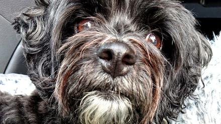 Heute beginnen die so genannten Hundstage. Die kommenden Wochen sollen die heißeste Zeit des Jahres werden.