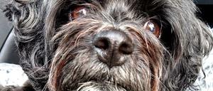 Heute beginnen die so genannten Hundstage. Die kommenden Wochen sollen die heißeste Zeit des Jahres werden.