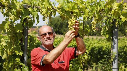 Die Trauben sind schon groß, die Reben auf dem 6,2 Hektar großenWeinberg hängen voll. Geerntet wird früher als üblich. Wenn Starkregen ausbleibt, erwartet Manfred Lindicke aber einen guten Jahrgang mit einer Ernte zwischen 70 und 75 Tonnen vom Wachtelberg.