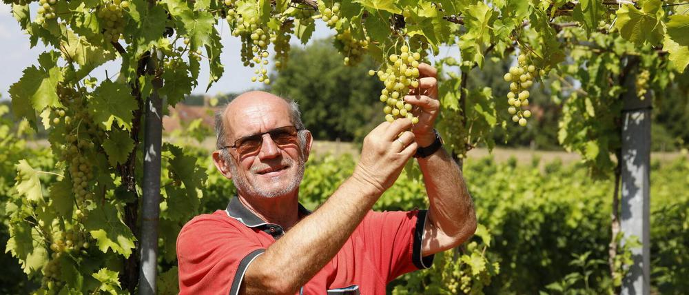 Die Trauben sind schon groß, die Reben auf dem 6,2 Hektar großenWeinberg hängen voll. Geerntet wird früher als üblich. Wenn Starkregen ausbleibt, erwartet Manfred Lindicke aber einen guten Jahrgang mit einer Ernte zwischen 70 und 75 Tonnen vom Wachtelberg.