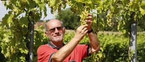 Die Trauben sind schon groß, die Reben auf dem 6,2 Hektar großenWeinberg hängen voll. Geerntet wird früher als üblich. Wenn Starkregen ausbleibt, erwartet Manfred Lindicke aber einen guten Jahrgang mit einer Ernte zwischen 70 und 75 Tonnen vom Wachtelberg.