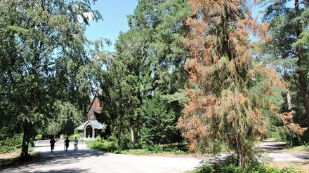 Rund um die große Holzkirche gibt es nur vereinzelt trockene Bäume, dort wird noch gewässert.