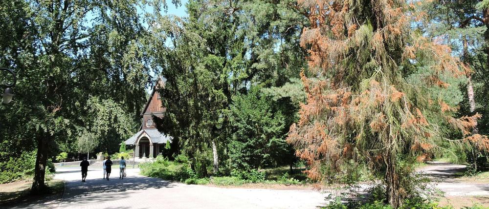 Rund um die große Holzkirche gibt es nur vereinzelt trockene Bäume, dort wird noch gewässert.