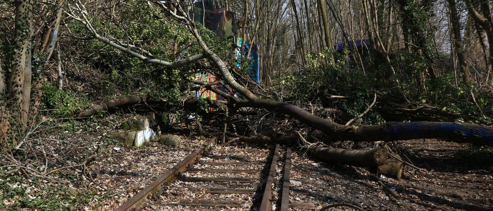 Trauriger Rest. Bei Zehlendorf liegen noch Gleise der Stammbahn.