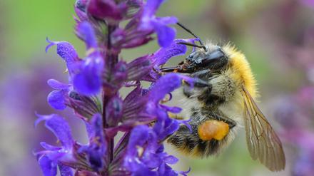 Eine Ackerhummel sucht auf einer Pflanze in einem Garten nach Nektar. Wegen der abnehmenden Pflanzenvielfalt finden auch Insekten immer weniger Nahrung.