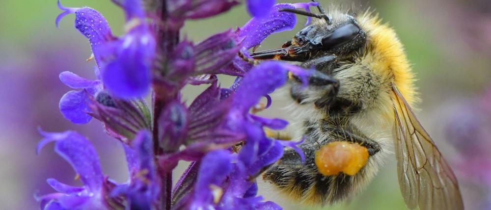 Eine Ackerhummel sucht auf einer Pflanze in einem Garten nach Nektar. Wegen der abnehmenden Pflanzenvielfalt finden auch Insekten immer weniger Nahrung.