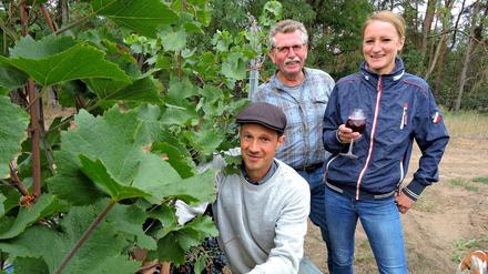 David Krohn, Klaus und Lara Wolenski ernten den Wein in Töplitz.