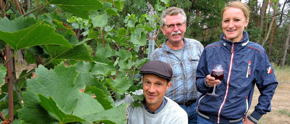 David Krohn, Klaus und Lara Wolenski ernten den Wein in Töplitz.