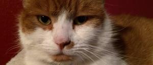 Wer hat den Kater KitKat gesehen?