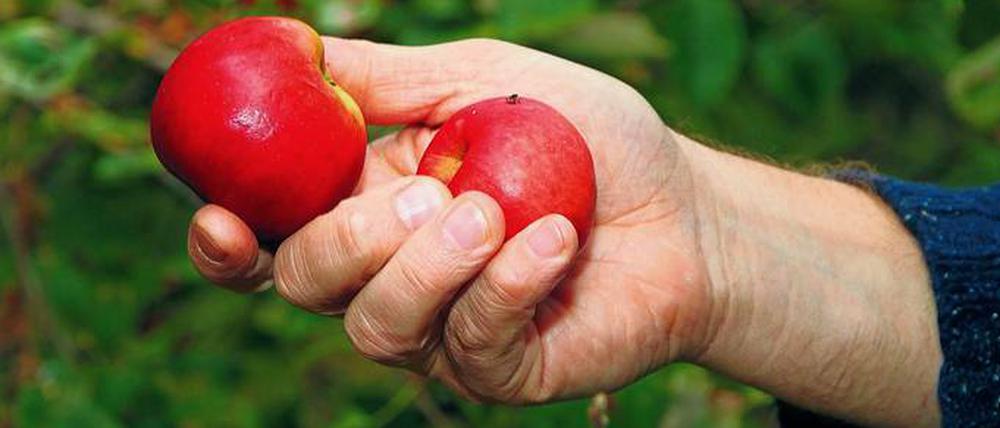 Seltene Exemplare. Bei den Bauern werden nur zwischen zehn und 40 Prozent der normalen Menge Äpfel geerntet. Teurer werden die Äpfel am Hof und im Laden wohl nicht.