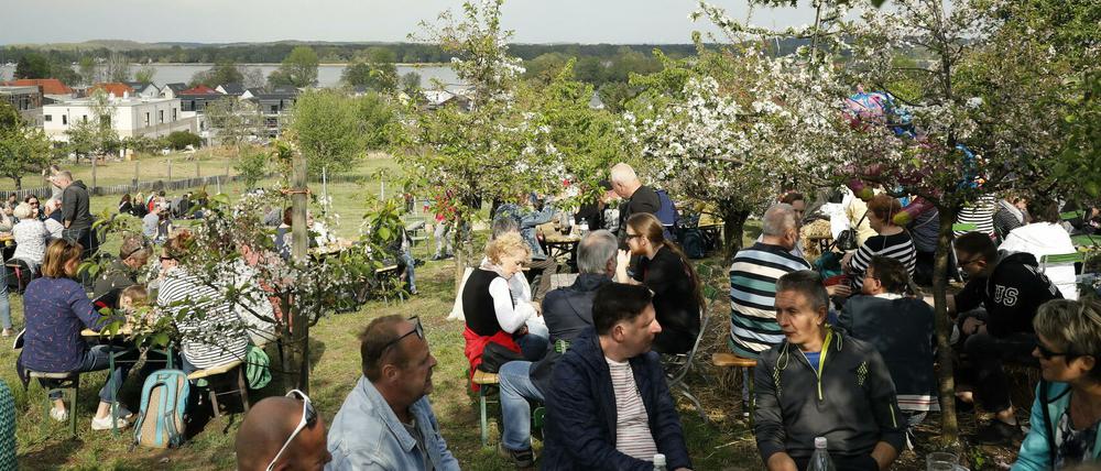 Wie soll die Baumblüte künftig gefeiert werden? Darum entbrennt jetzt eine Diskussion in Werder. 