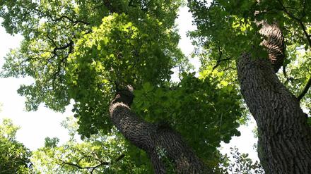 Der Heldbock-Käfer fühlt sich in den Eichen wohl.