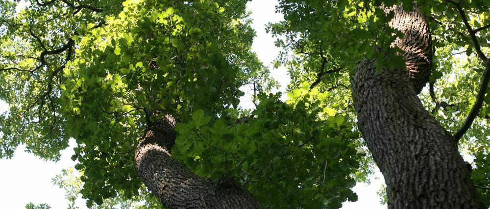 Der Heldbock-Käfer fühlt sich in den Eichen wohl.