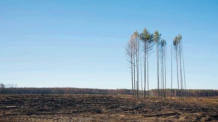Brandbeschleuniger. Vornehmlich Kiefernwald brannte auch 2018 bei Treuenbrietzen nieder. 