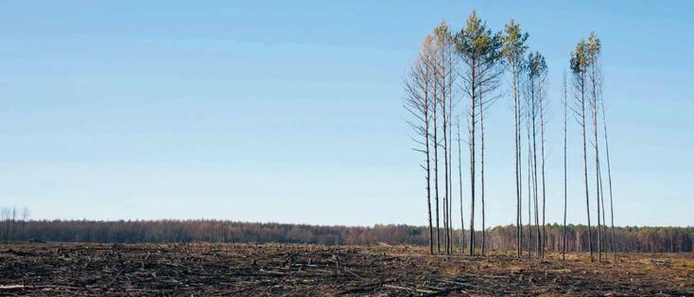 Brandbeschleuniger. Vornehmlich Kiefernwald brannte auch 2018 bei Treuenbrietzen nieder.