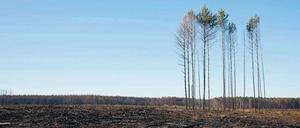 Brandbeschleuniger. Vornehmlich Kiefernwald brannte auch 2018 bei Treuenbrietzen nieder. 