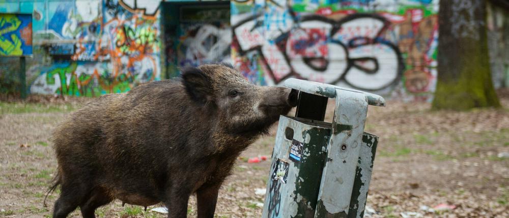 Erst jüngst spazierte eine ganze Rotte durch eine Kleinmachnower Straße.