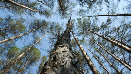 Bedroht. Der Wald ist von Trockenheit und Schädlingen geschwächt.