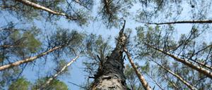Bedroht. Der Wald ist von Trockenheit und Schädlingen geschwächt.