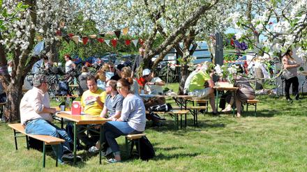 Baumblütenfest in Werder auf der Wiese des Vereins Zuckerbaum am Obstpanoramaweg. 
