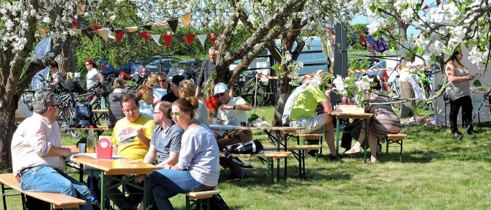 Baumblütenfest in Werder auf der Wiese des Vereins Zuckerbaum am Obstpanoramaweg. 