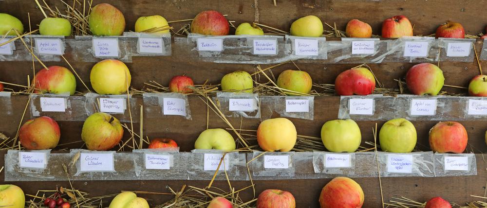 Mitten in der Stadt. Äpfel aus der Alexandrowka.
