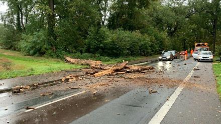 Ein Baum stürzte auf die Bornstedter Straße.