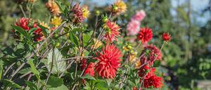 Dahlien auf der Laga Wittstock 2019.