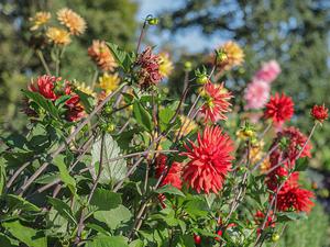 Dahlien auf der Laga Wittstock 2019.