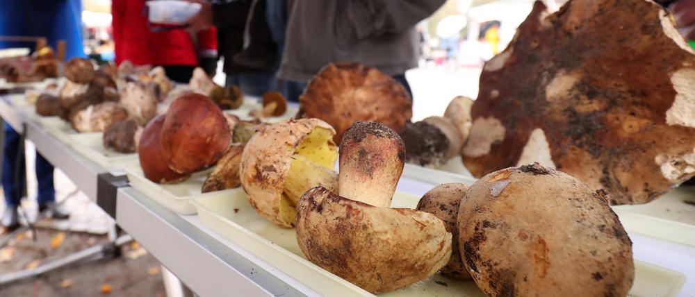 Pilzberatung auf dem Wochenmarkt am Potsdamer Bassinplatz.