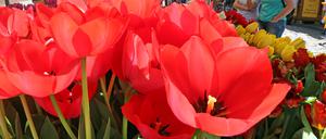 Zum nächsten Tulpenfest wird Bundesprominenz erwartet...