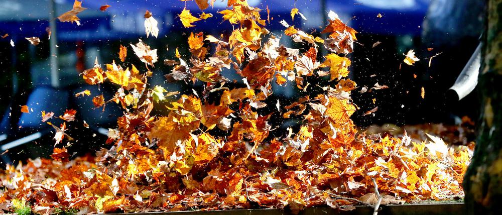 Im Straßenraum entsorgte Laubabfälle werden zunehmend zum Problem.