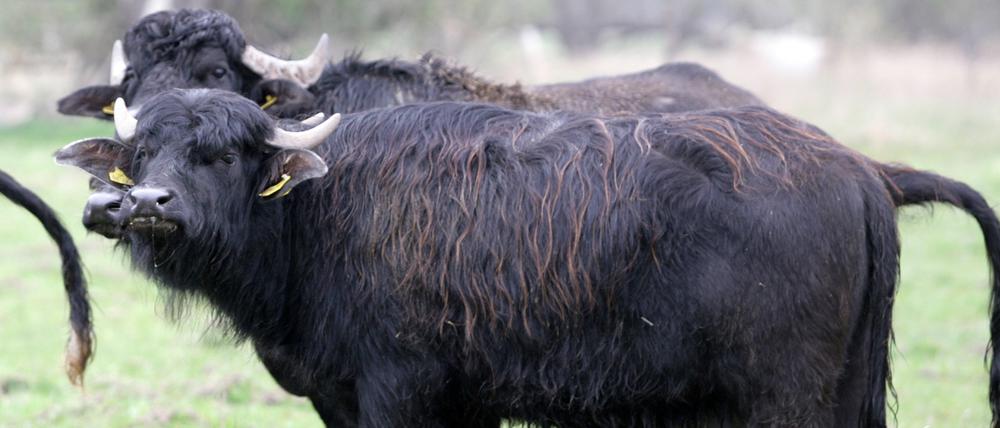 Wasserbüffel werden in Brandenburg inzwischen wieder gehalten. Auf der A10 ist am Freitag aber ein Tier entwischt.