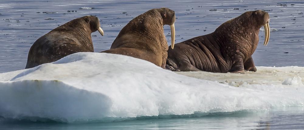 Trio im Eis. Beim Naturfotoherbst Potsdam gibt es Bilder aus Nordsibirien.
