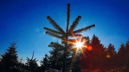 Auch außerhalb der Adventszeit will der Tannenhof Feiern veranstalten. 