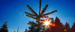 Auch außerhalb der Adventszeit will der Tannenhof Feiern veranstalten. 