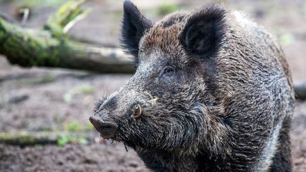 Die Afrikanische Schweinepest (ASP) ist eine anzeigepflichtige Tierseuche, von der Haus- und Wildschweine betroffen sind.