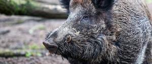 Die Afrikanische Schweinepest (ASP) ist eine anzeigepflichtige Tierseuche, von der Haus- und Wildschweine betroffen sind.