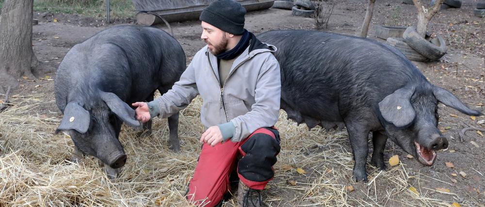 Schweinehirt Clemens Stromeyer mit seinen Tieren.