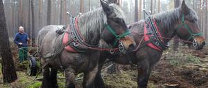 Vorbereitung. Douke Eekman pflügt mit Lilly und Margriet den Waldboden. Am Samstag ist er wieder in Borkwalde.