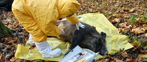 Polnische Veterinärbehörden haben in der vergangenen Woche das richtige Verhalten beim Auftreten der Afrikanischen Schweinepest trainiert.