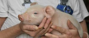Eine Mitarbeiterin vom Unternehmen Schweinezucht Lindenberg GbR hält ein wenige Stunden altes Ferkel in ihren Armen.