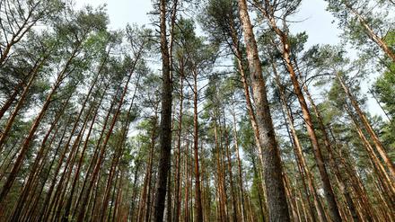 Der Mann wurde im Wald von einem Polizisten entdeckt.