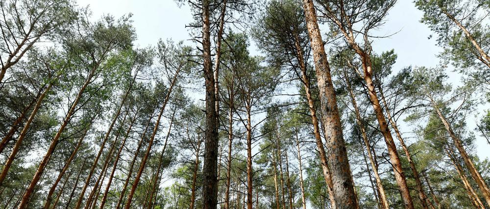 Der Mann wurde im Wald von einem Polizisten entdeckt.